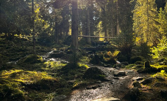 natur_wald_2 natur_wald_2